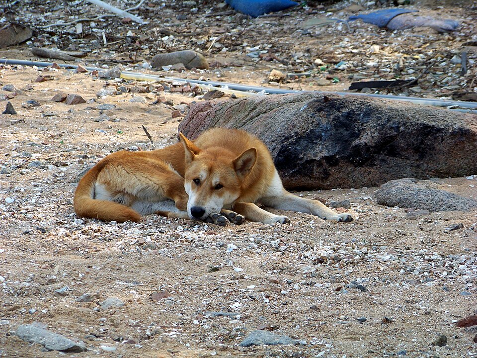 Korean Jindo photo 2