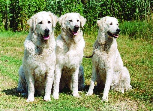 Kuvasz photo 3