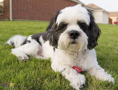 Lhasa Apso photo 3