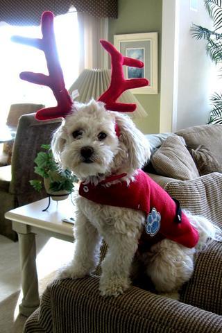 Lhasa Apso photo 4