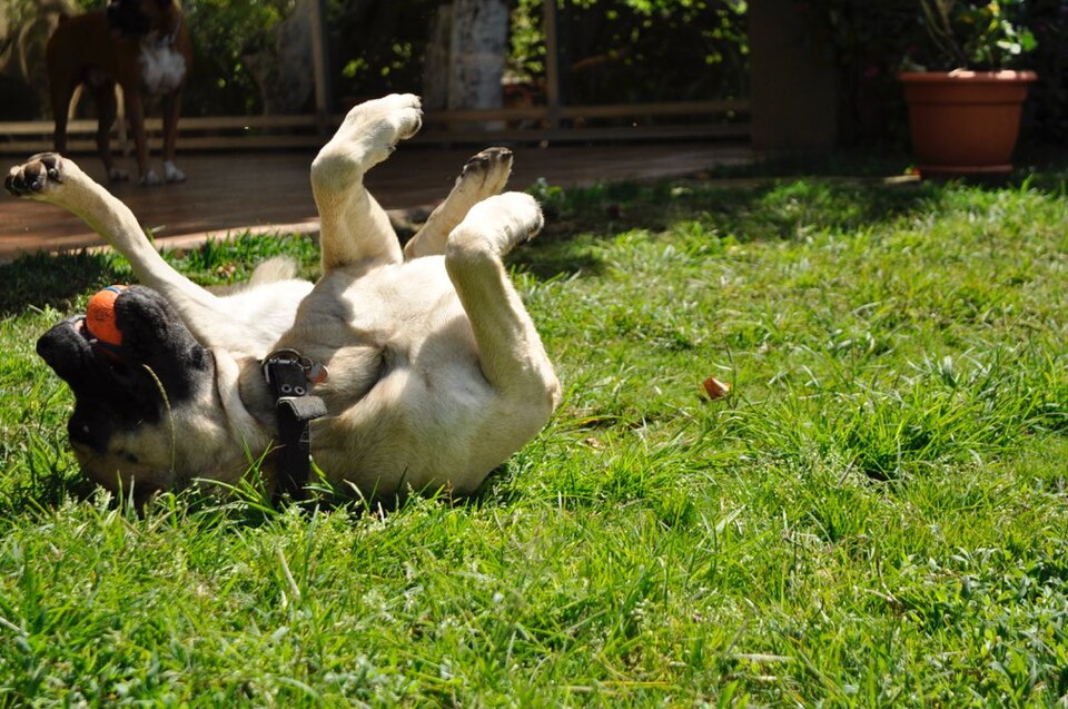 Mastiff photo 2
