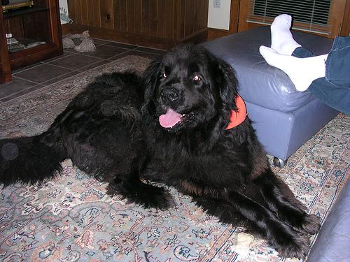 Newfoundland photo 2