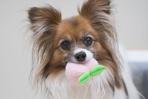 Papillon photo 4