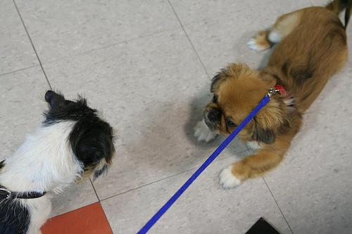 Pekingese photo 3