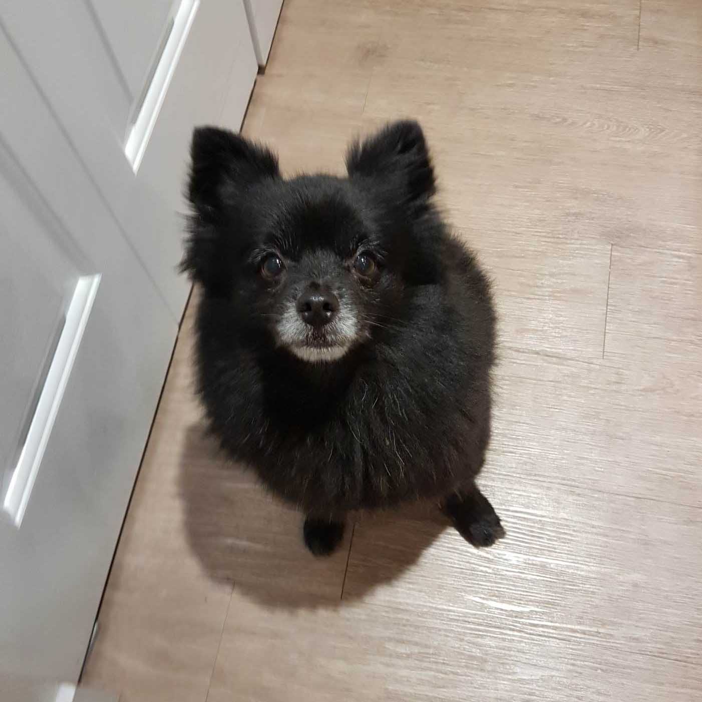 Pomeranian photo 4