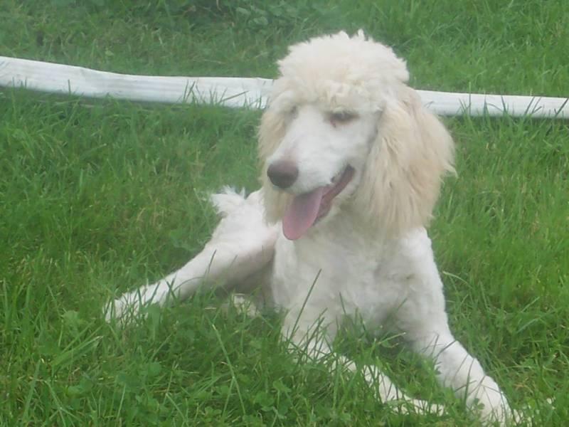 Poodle photo 3
