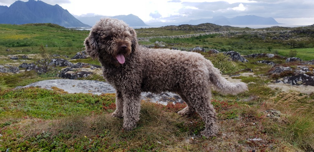 Portuguese Water Dog photo 2