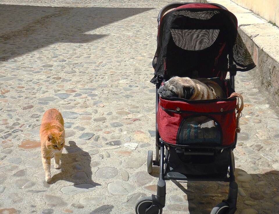 Pug photo 2