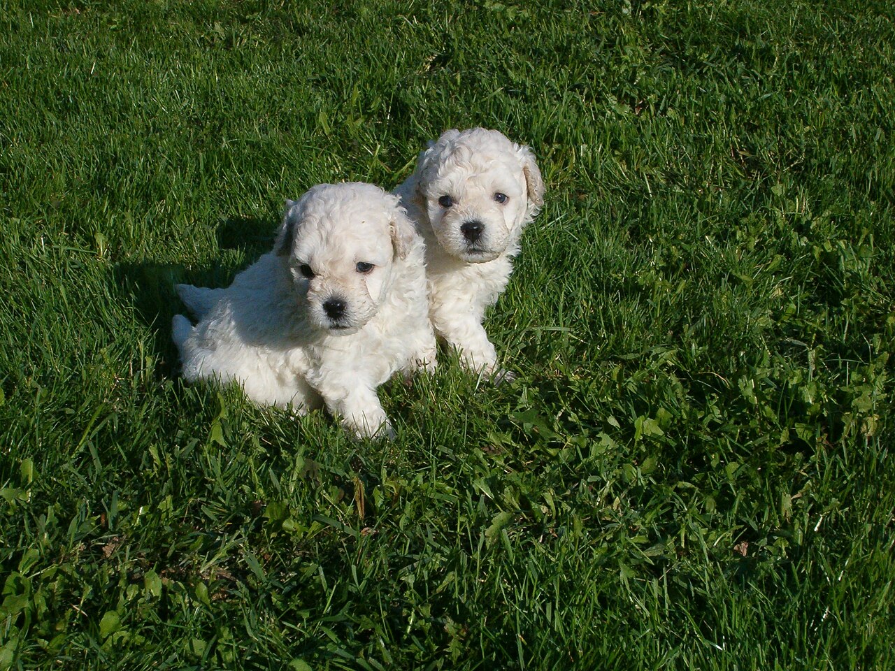 Puli photo 3