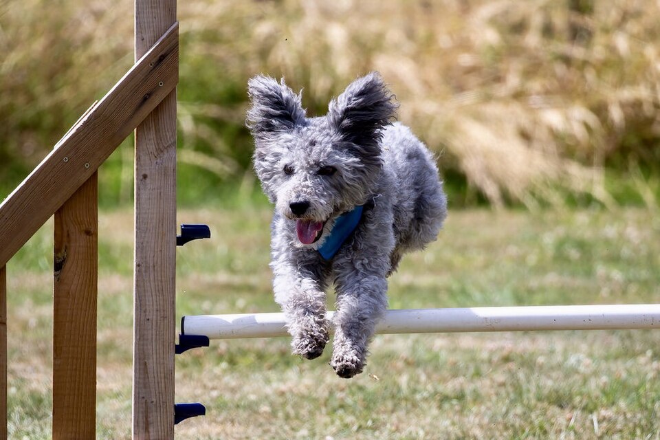 Pumi photo 3