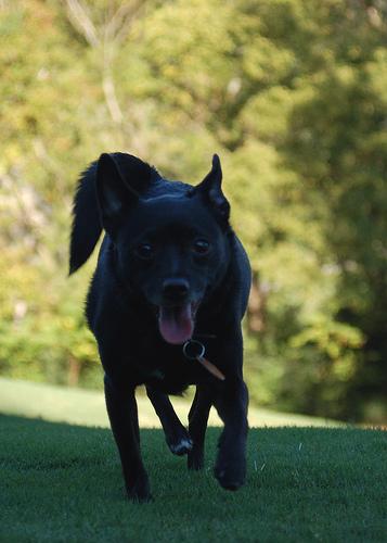 Schipperke photo 2