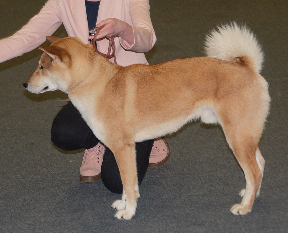 Shikoku photo 3