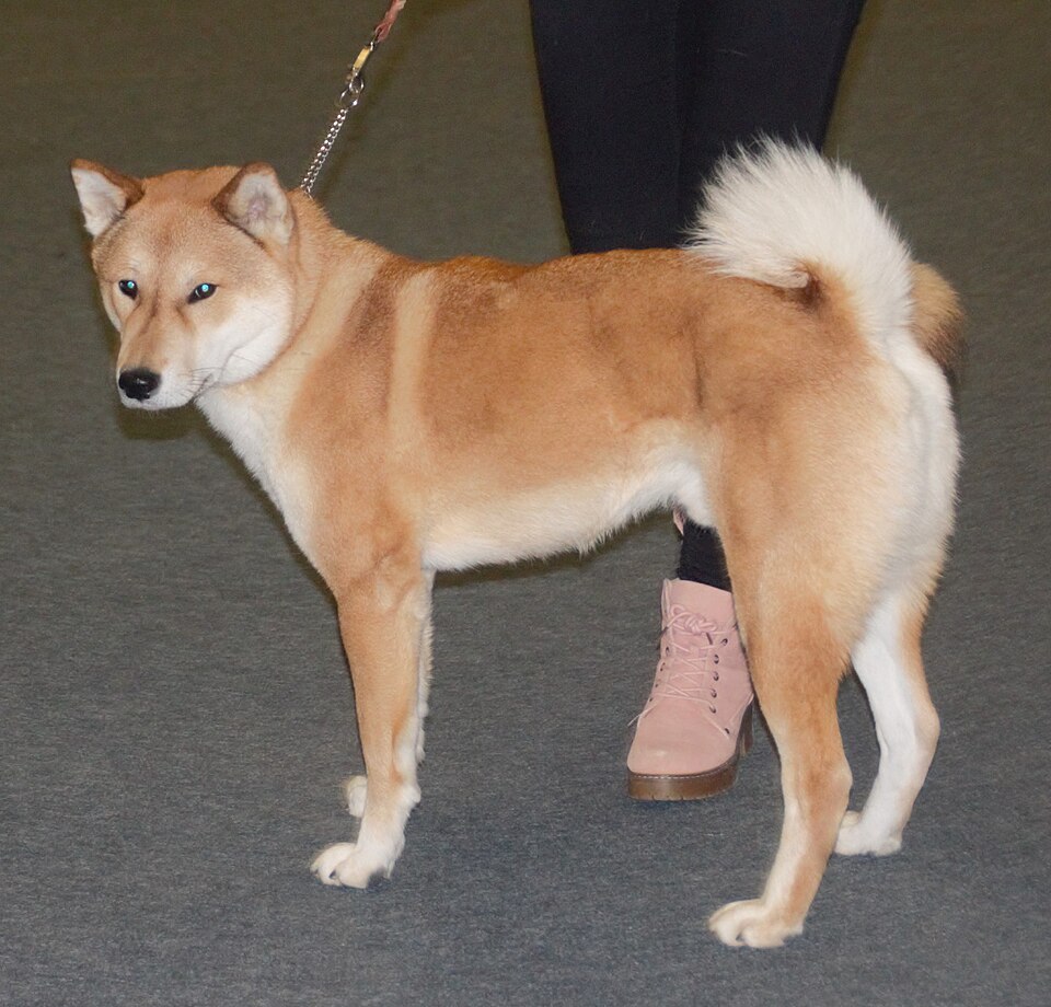 Shikoku photo 4