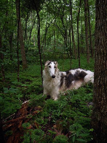 Silken Windhound photo 3