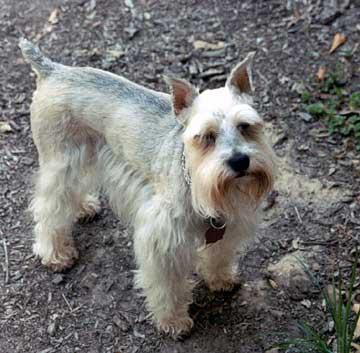 Standard Schnauzer photo 4