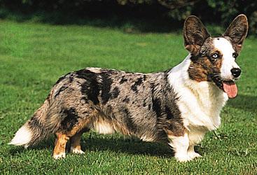 Swedish Vallhund photo 3