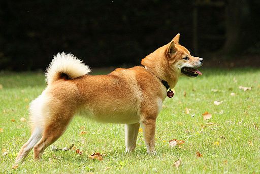 Thai Bangkaew Dog photo 2
