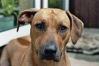 Thai Ridgeback photo 4