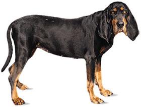 Treeing Walker Coonhound photo 2