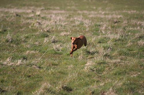 Vizsla photo 2