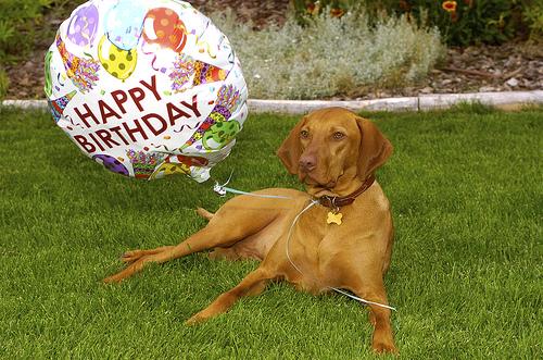 Vizsla photo 4